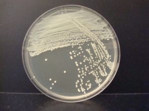 Pure culture streak plate