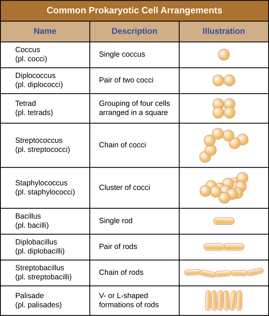 Bacterial arrangements