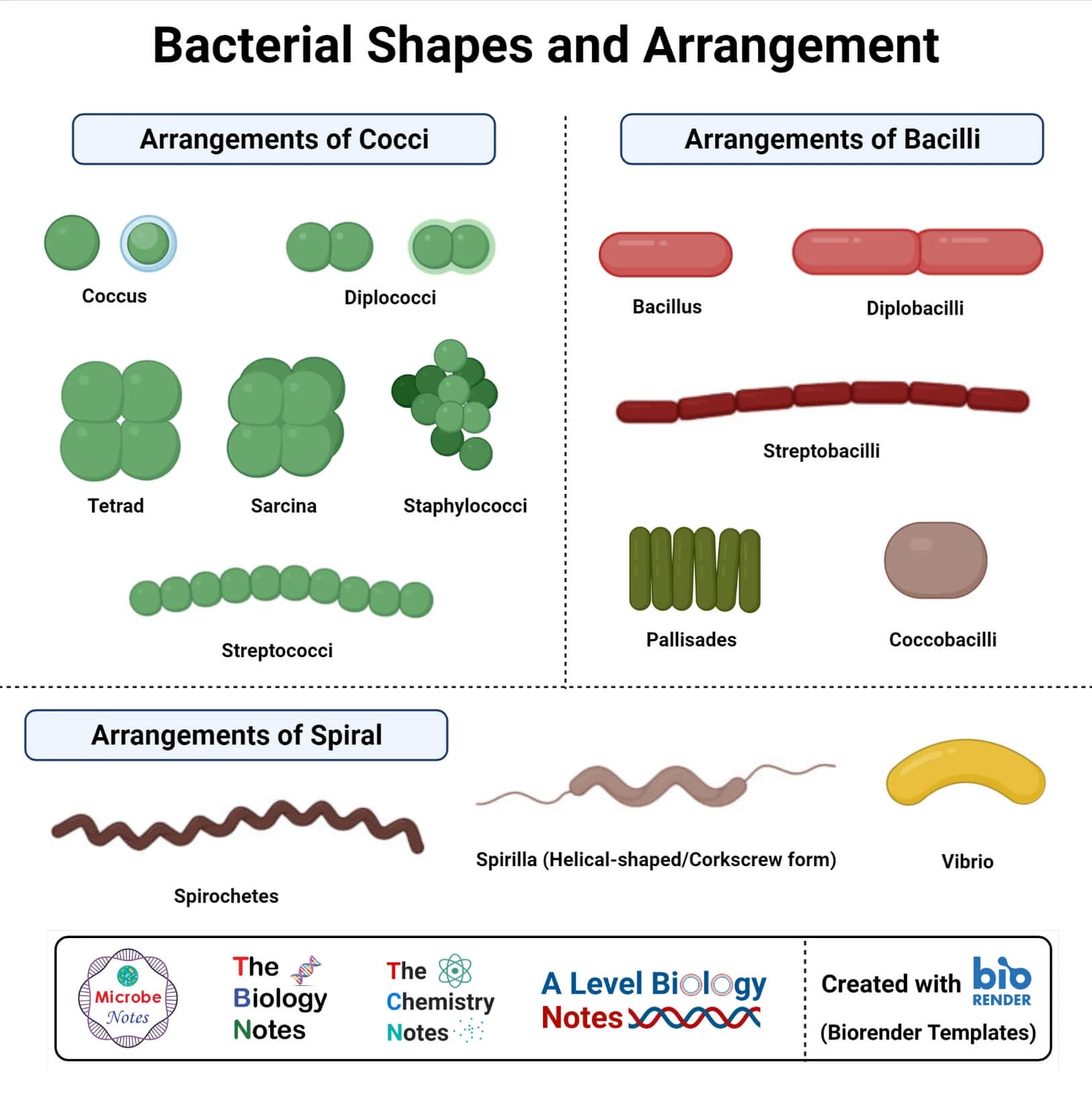 Bacterial shapes and arrangements