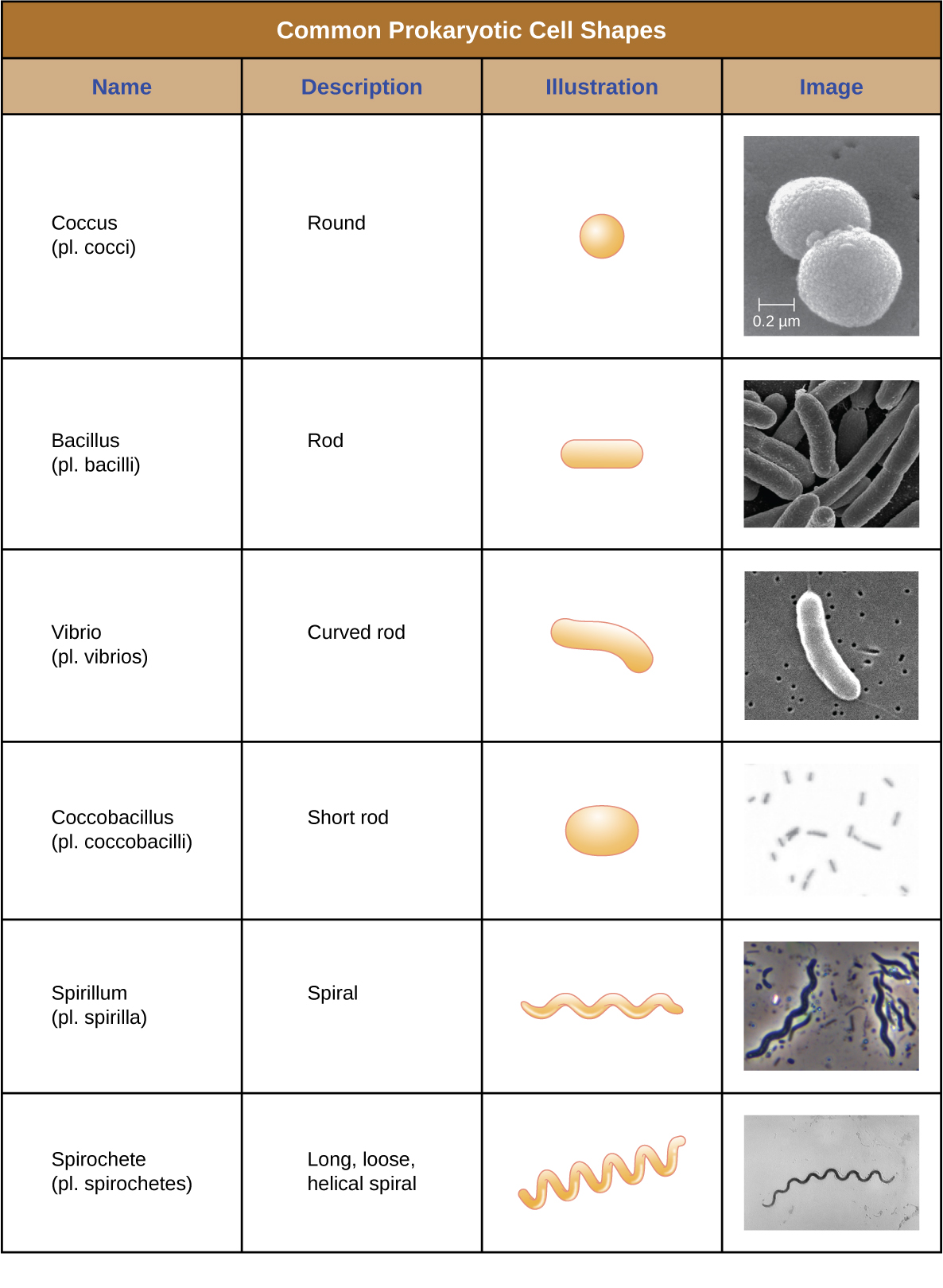 Bacterial morphologies