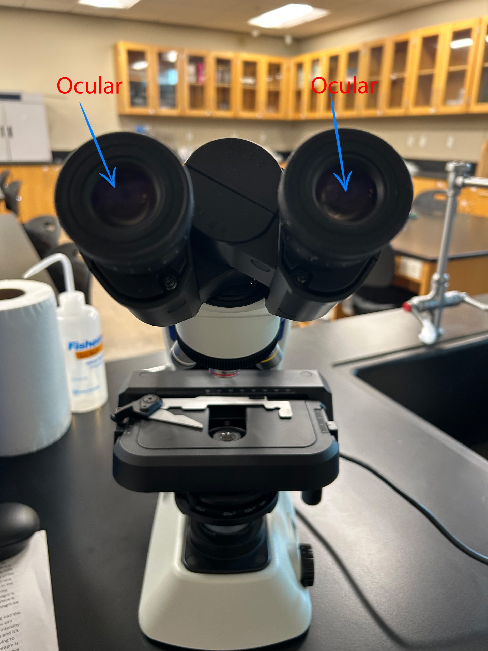 Labeled microscope image of oculars