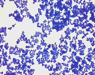 Simple stain using crystal violet of staphylococci