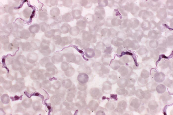 Parasitic - Protozoa (PRO) – Ergopathics